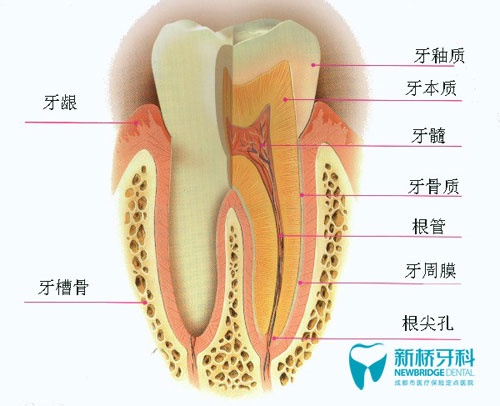 牙齿结构示意图